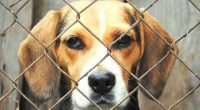 adoption chien