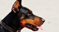 chien doberman