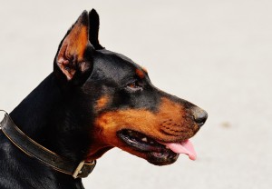 chien doberman