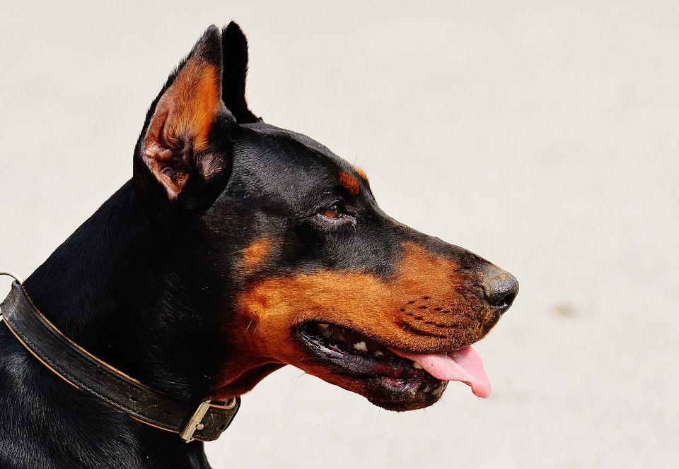 L’essentiel à savoir pour dresser un chien correctement