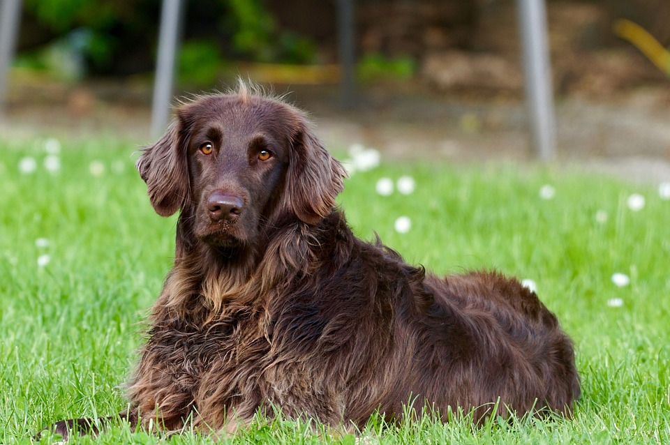 Les réels coûts de l’adoption d’un chien