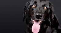 chien8