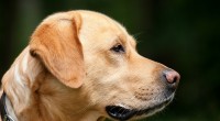 chien9