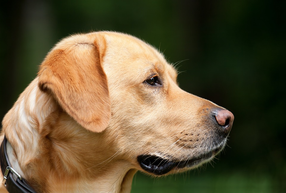 Comment éduquer votre chien polisson