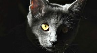 chat