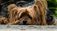 chiens