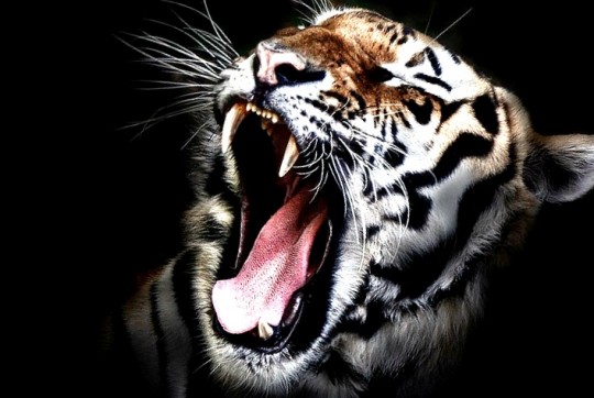 tigre