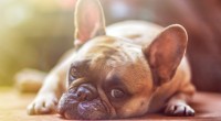 chien