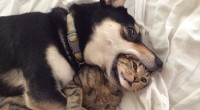 chien chat