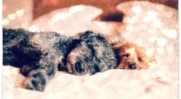 chien