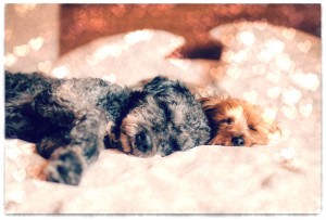 chien