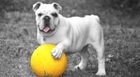 chien méditation