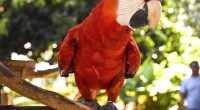 nac animaux nouveaux
