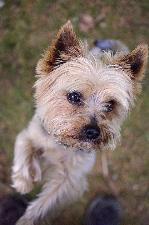 Quel est le caractère du yorkshire terrier ?