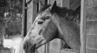 box cheval