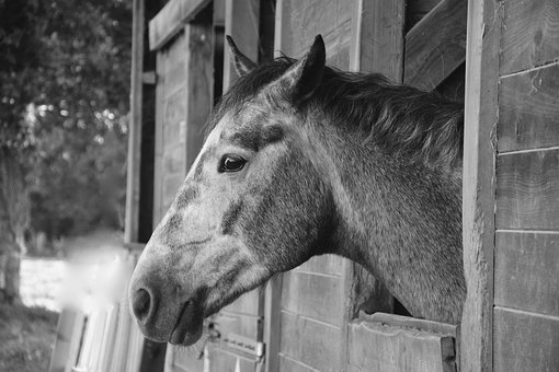 Comment choisir son box pour chevaux ?