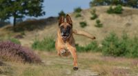 Un berger belge malinois qui gambade dans la guarrigue