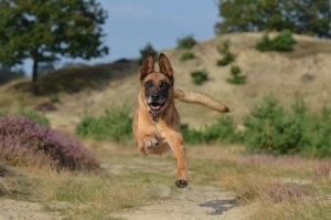 Un berger belge malinois qui gambade dans la guarrigue