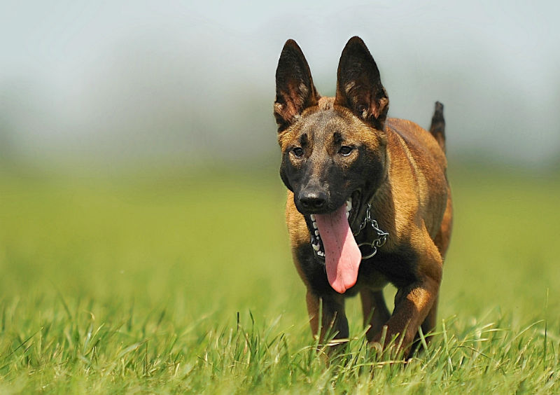 un berger belge malinois avec la langue pendue qui marche dans l'herbe