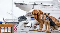 deux chiens sur un bateau prets a voyager