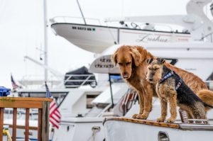 deux chiens sur un bateau prets a voyager