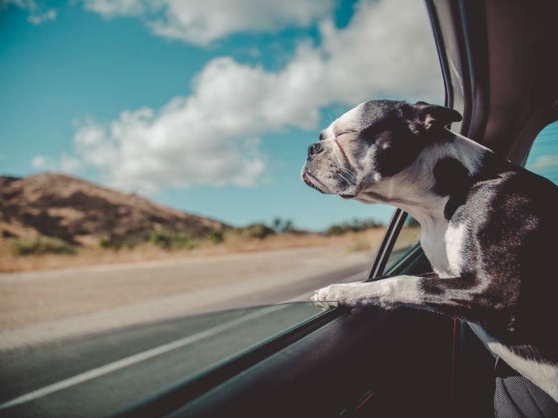 un chien profite de la fenêtre ouverte pendant un voyage en voiture