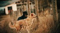 pension canine