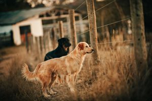 pension canine