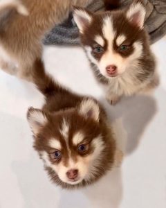 adopter pomsky