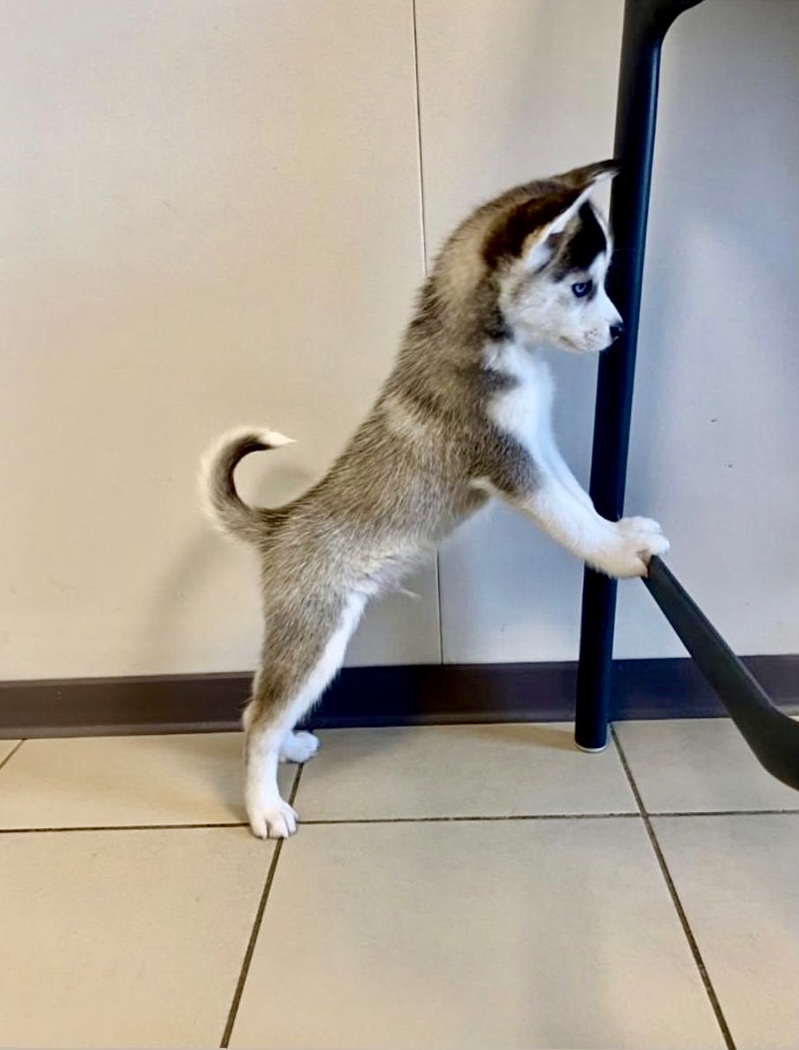 Adopter un Pomsky en appartement