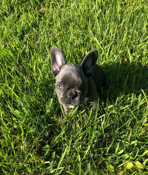 chiot bouledogue francais