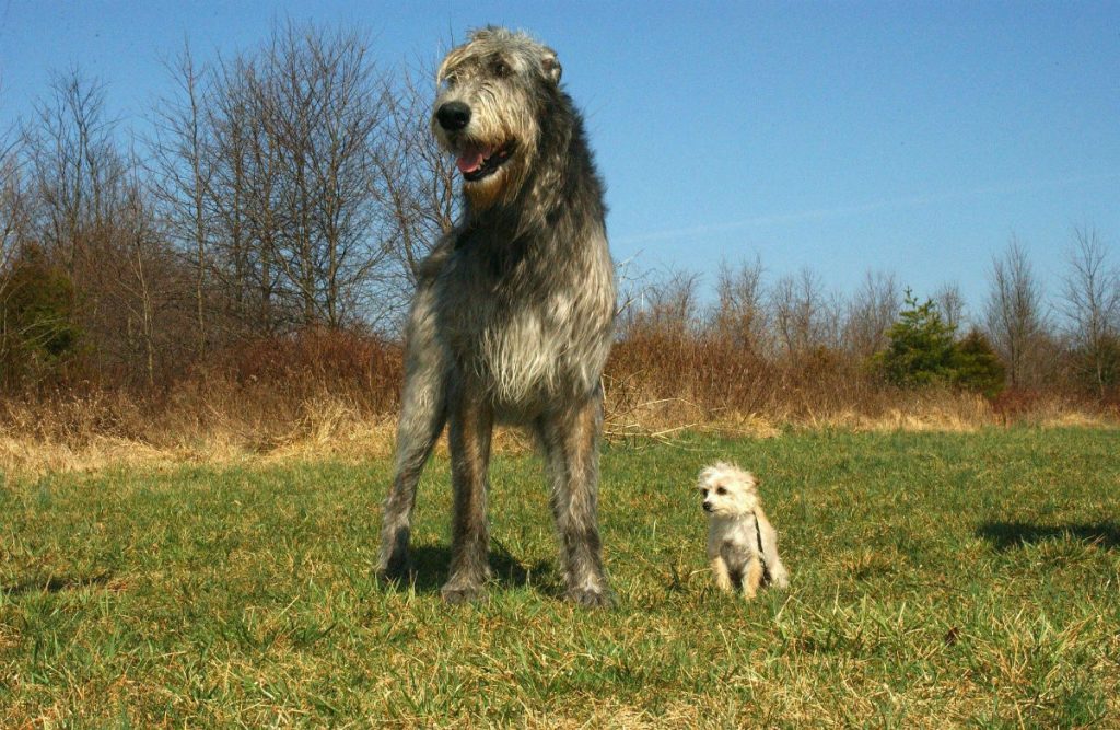 irish wolfhound caniche