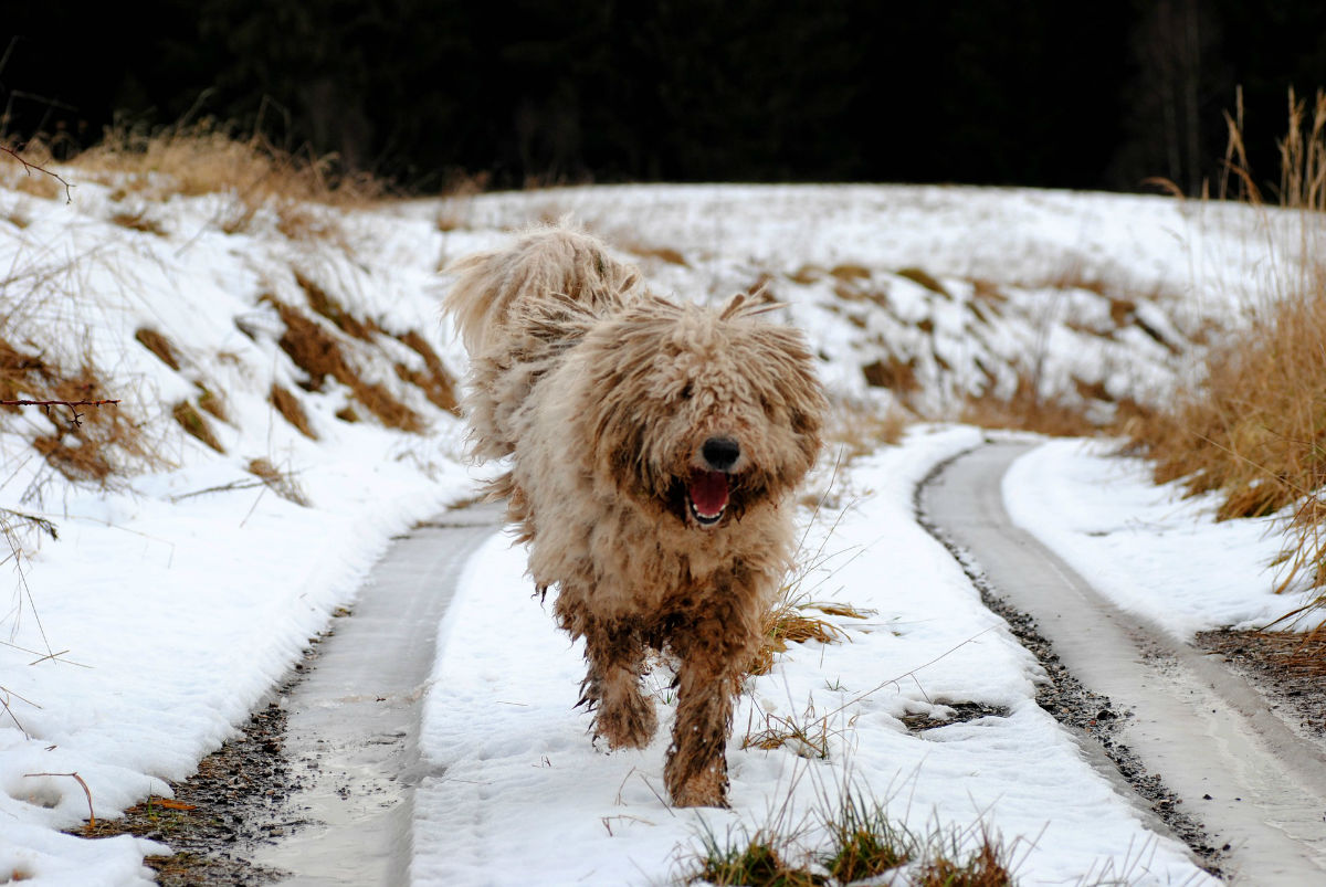 Connaissez-vous ces races étonnantes de chiens ?