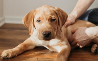 Le Labrador Retriever : Un Chien Amical mais Energique