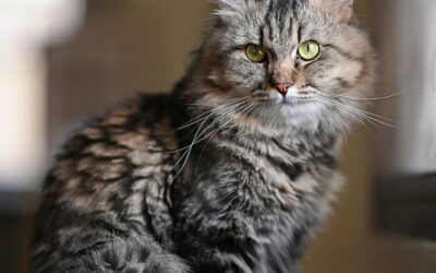 Le Maine Coon : Un Chat Majestueux mais nécessitant de l’Espace