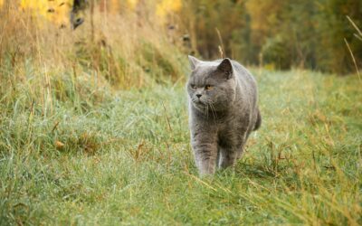 Le British Shorthair : Un Chat Robuste et Calme