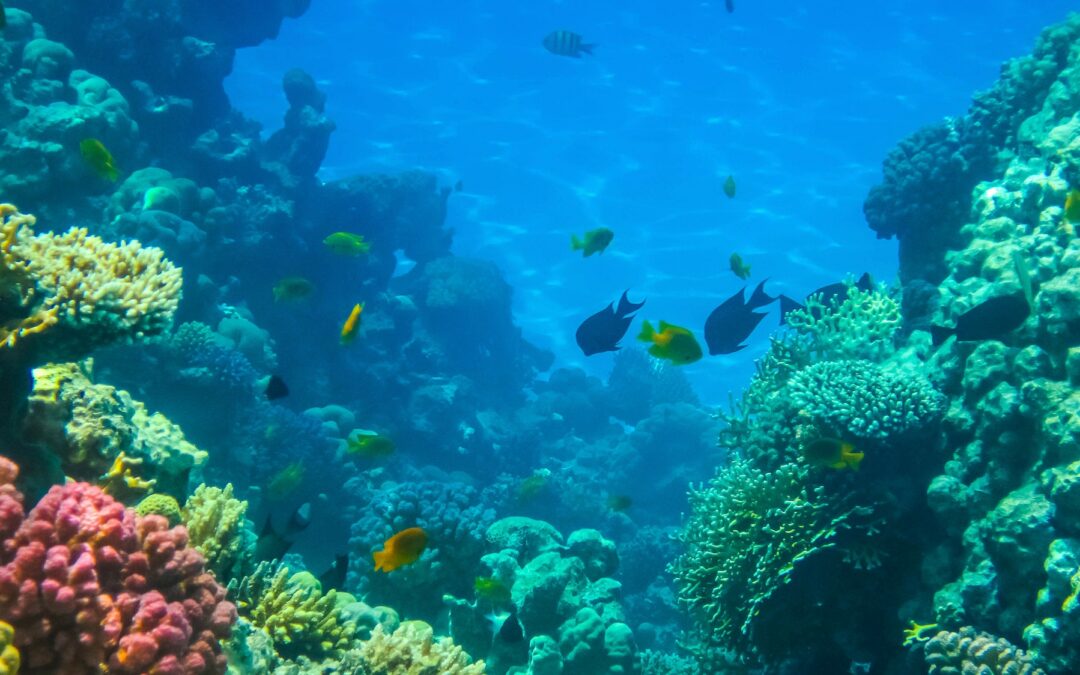 Australie : Plongée sous-marine à la Grande Barrière de Corail