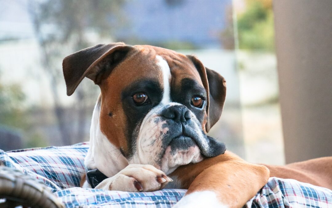 Le Boxer : Un Chien Enthousiaste mais Nécessitant de l’Exercice