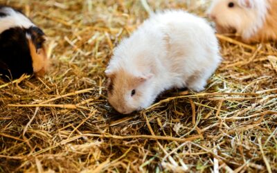 Le Cochon d’Inde : Un Animal Doux mais Nécessitant des Soins Spécifiques