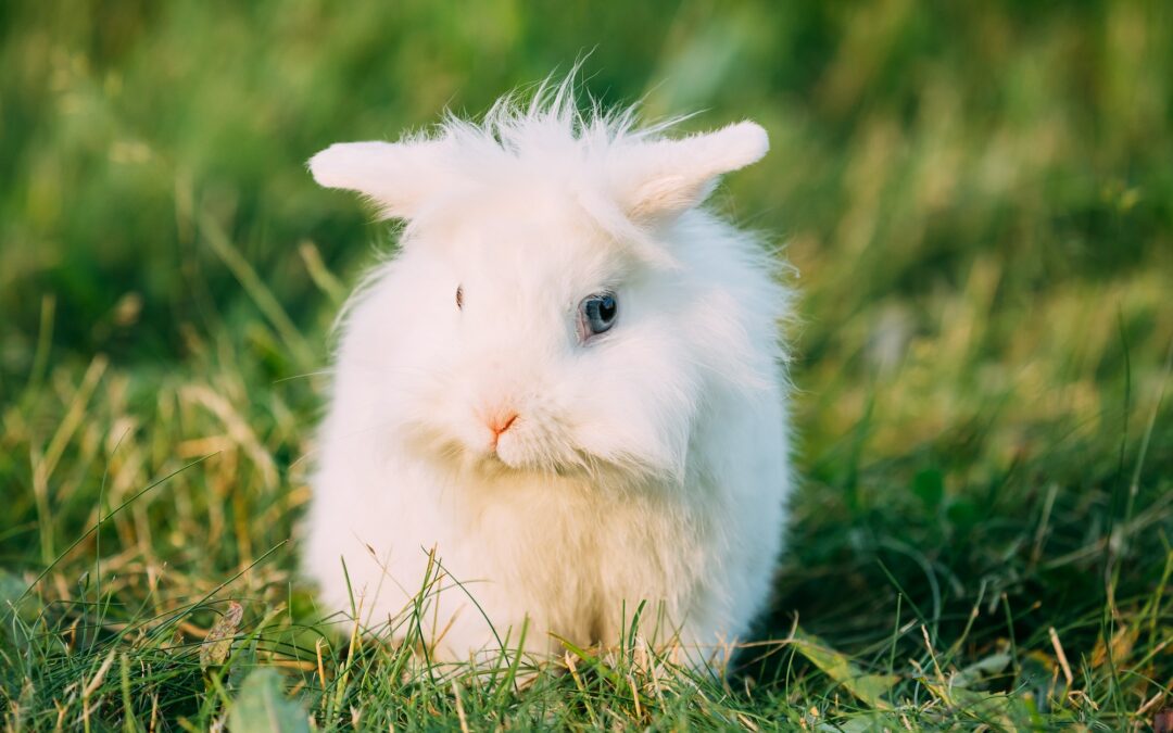 Le Lapin Nain : Un Animal de Compagnie Câlin mais Sensible