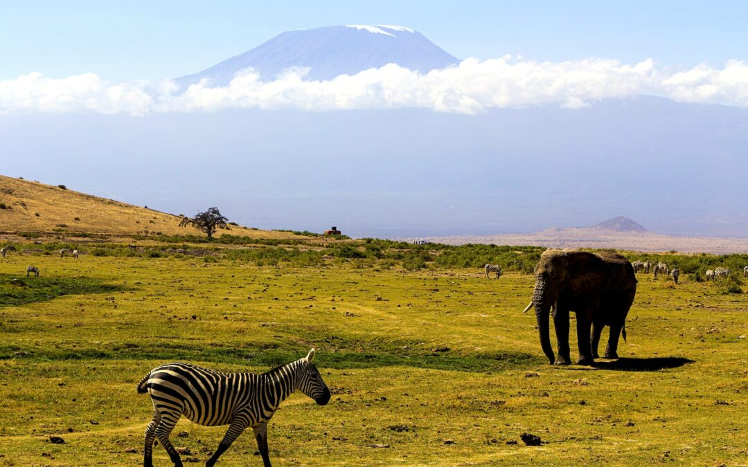Tanzanie : Un Safari dans le Parc National du Serengeti