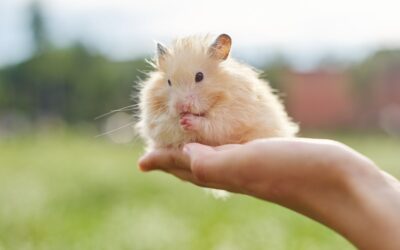 Le Hamster Doré : Un Rongeur Nocturne et Facile à Entretenir