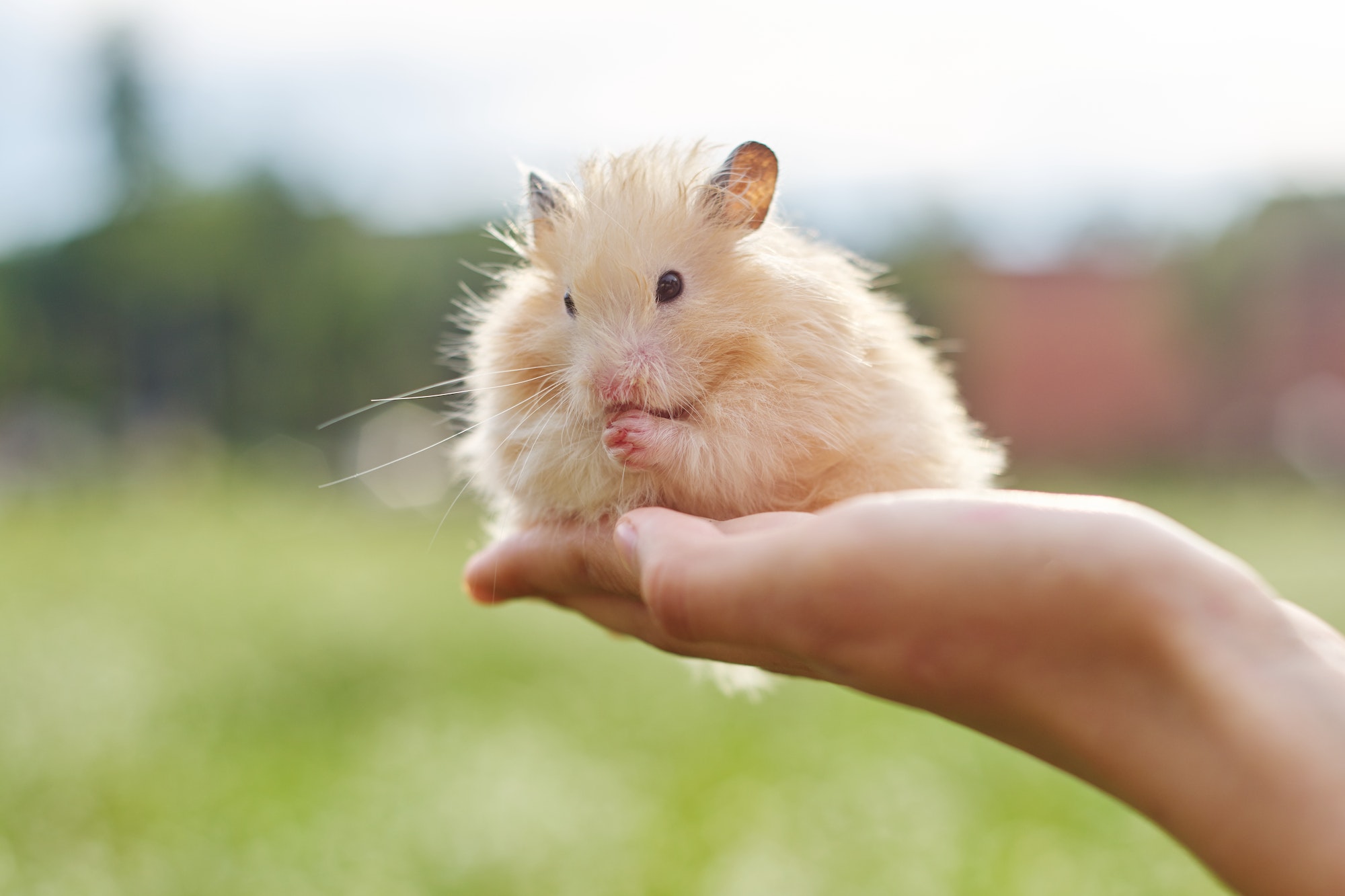 Le hamster doré le parfait animal de compagnie