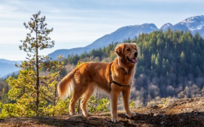 Le Golden Retriever : Un Compagnon Fidèle mais Demandant de l’Activité