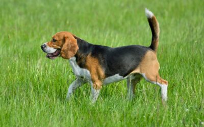 Le Beagle : Un Chien Sociable mais Parfois Têtu