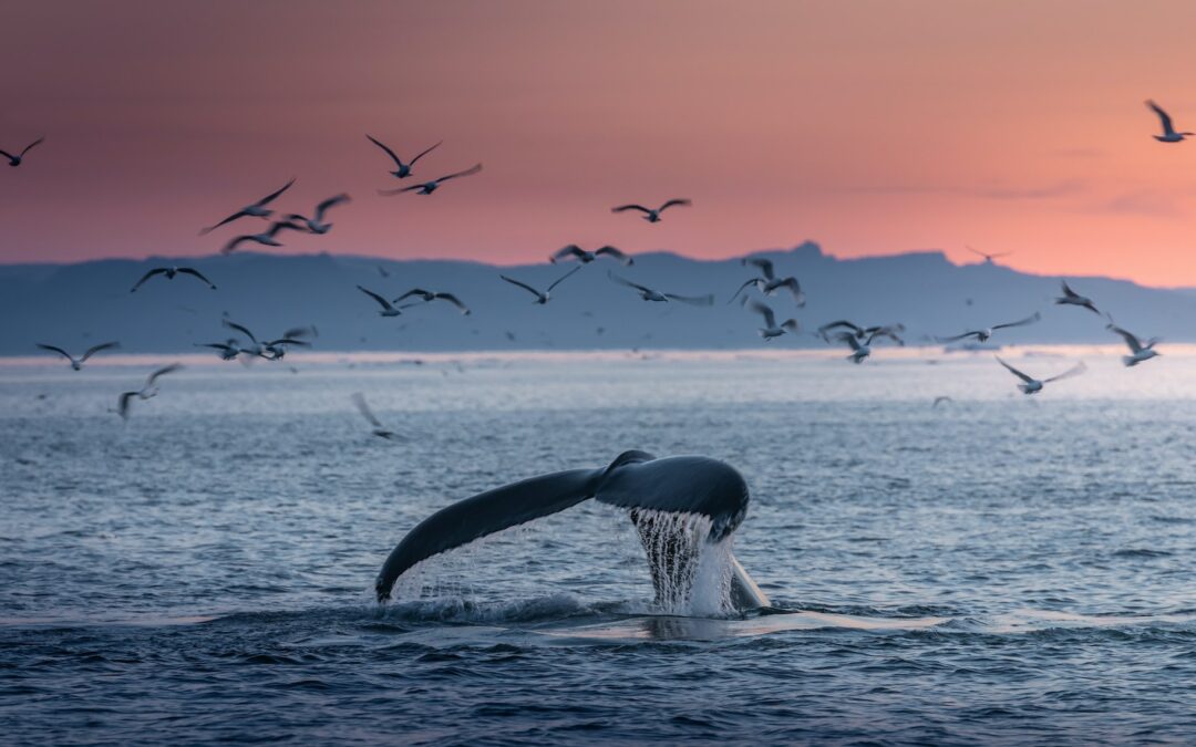Canada : Observer les Baleines au Québec