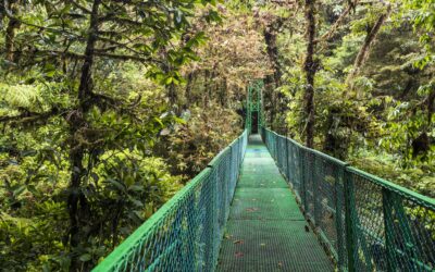 Costa Rica : L’Exploration de la Forêt Tropicale à Monteverde