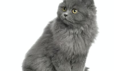 Le Persan : Un Chat Affectueux mais Requérant un Toilettage Régulier