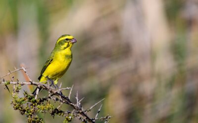 Le Canari : Un Oiseau Chanteur mais Fragile