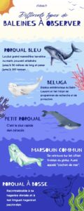type baleine